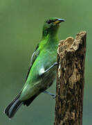 Green Honeycreeper