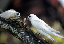 White Tern