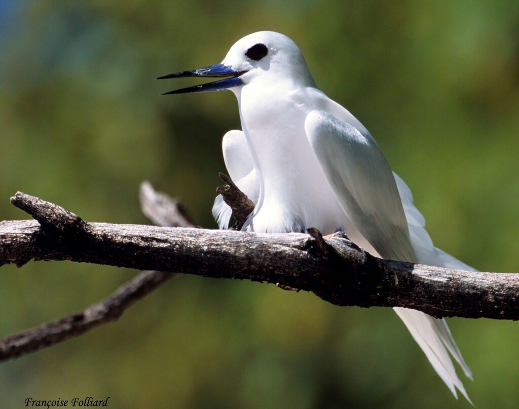 White Ternadult, identification, Reproduction-nesting, Behaviour