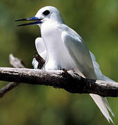 White Tern