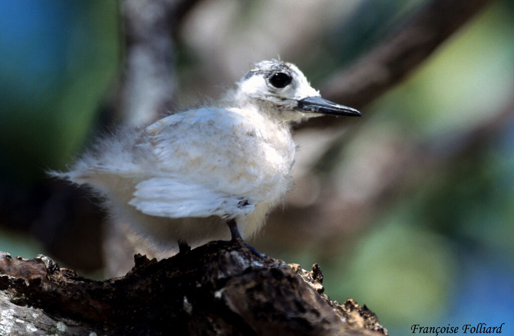 Gygis blanchejuvénile, identification