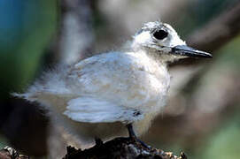 White Tern