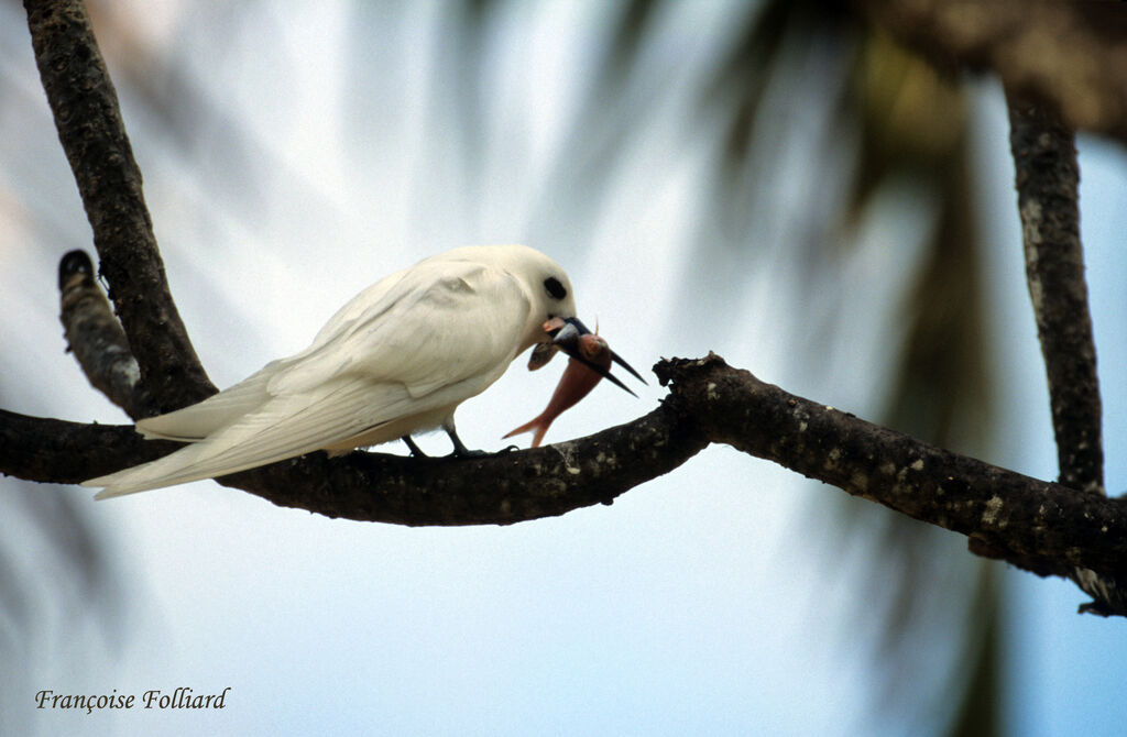 White Ternadult, feeding habits, Behaviour