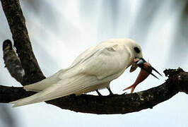 White Tern