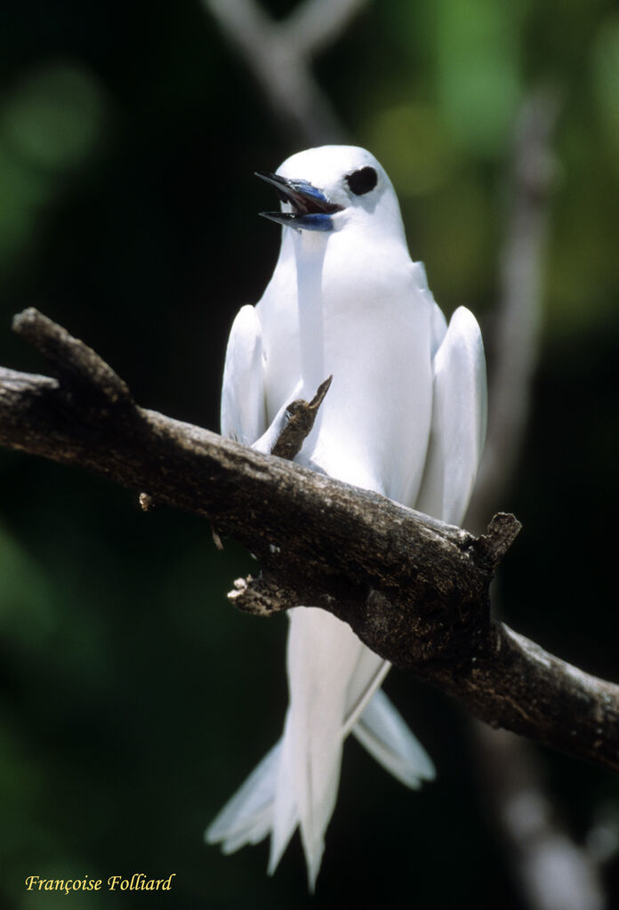 White Ternadult, identification