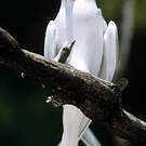 Gygis blanche