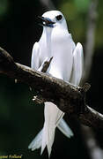 White Tern