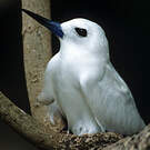 Gygis blanche