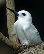 White Tern