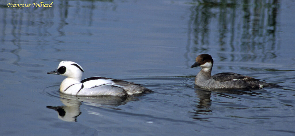 Smew adult, identification