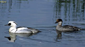 Smew