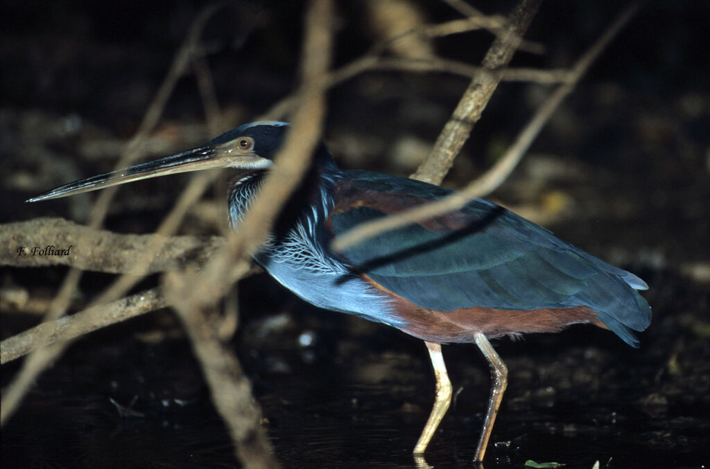 Agami Heronadult, identification