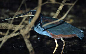 Agami Heron