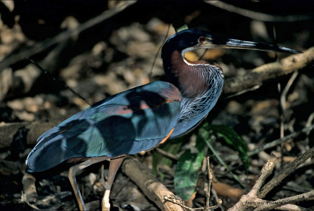 Héron agami, identification