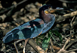 Agami Heron