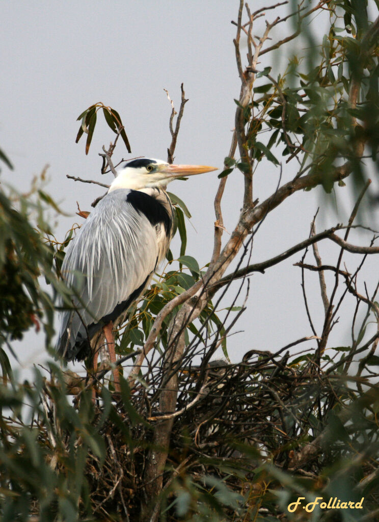 Grey Heronadult, Reproduction-nesting