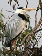 Grey Heron