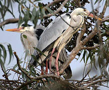 Grey Heron