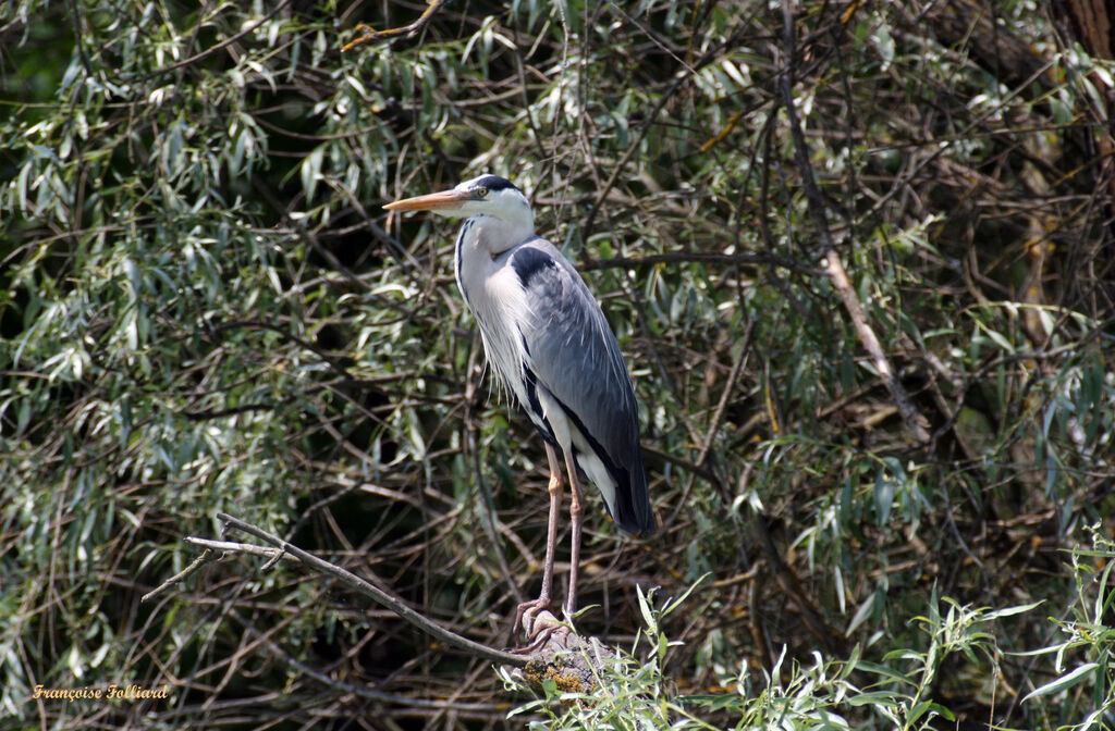 Grey Heronadult, identification