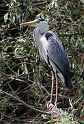 Grey Heron