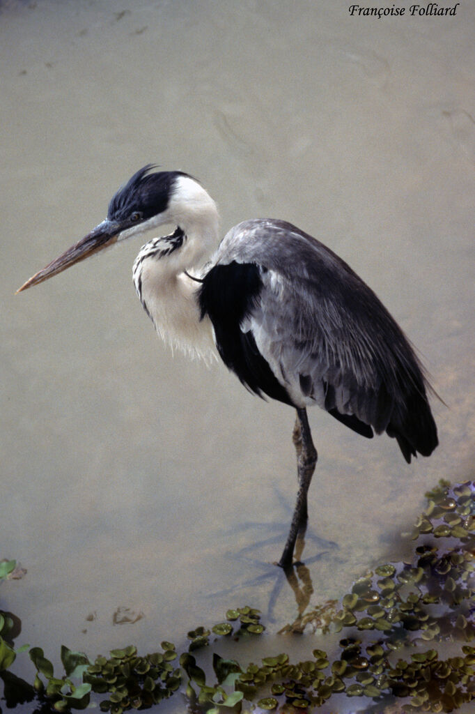 Cocoi Heronadult, identification