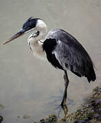 Cocoi Heron