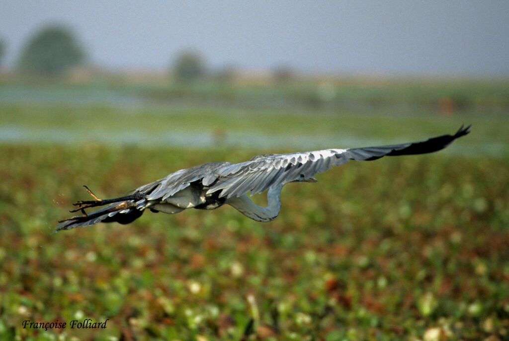 Cocoi Heronadult, Flight