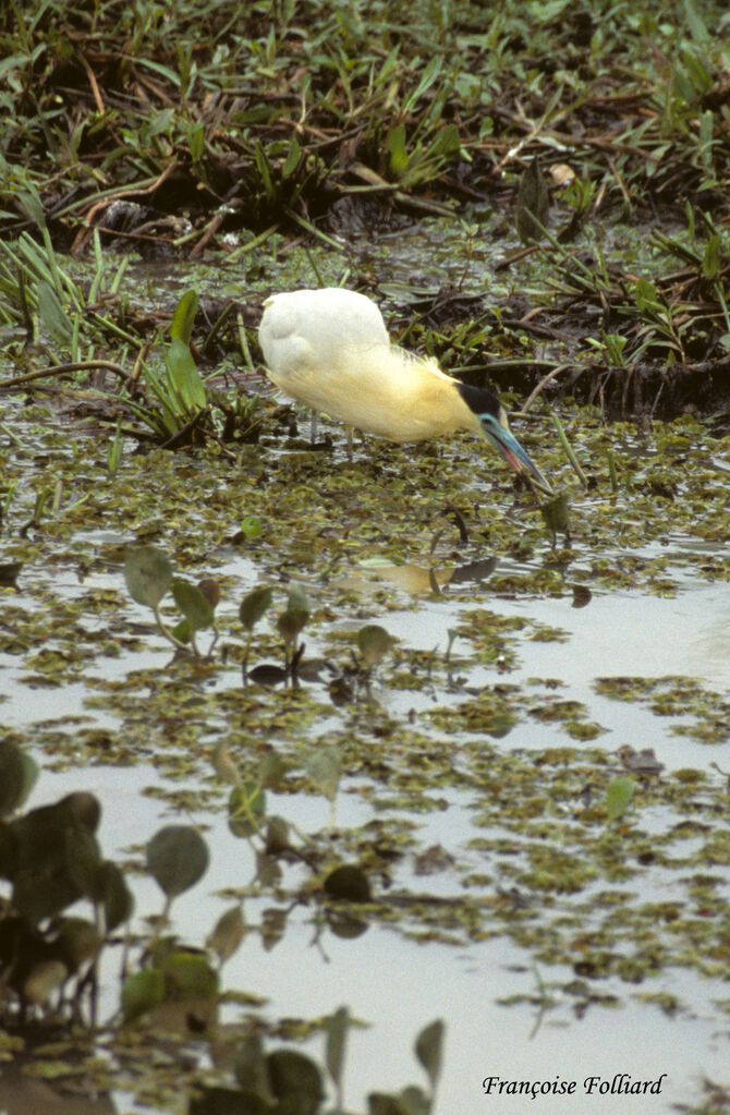 Capped Heronadult, feeding habits