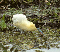 Capped Heron