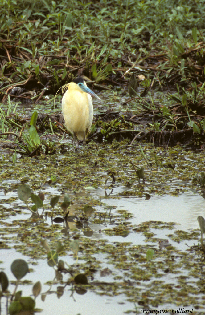 Héron coifféadulte, identification