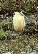 Capped Heron