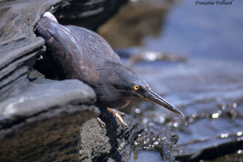 Lava Heronadult, Behaviour