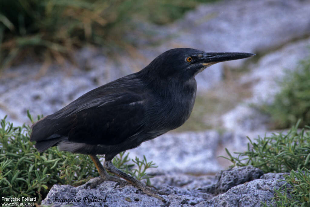 Lava Heronadult, identification