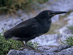 Lava Heron