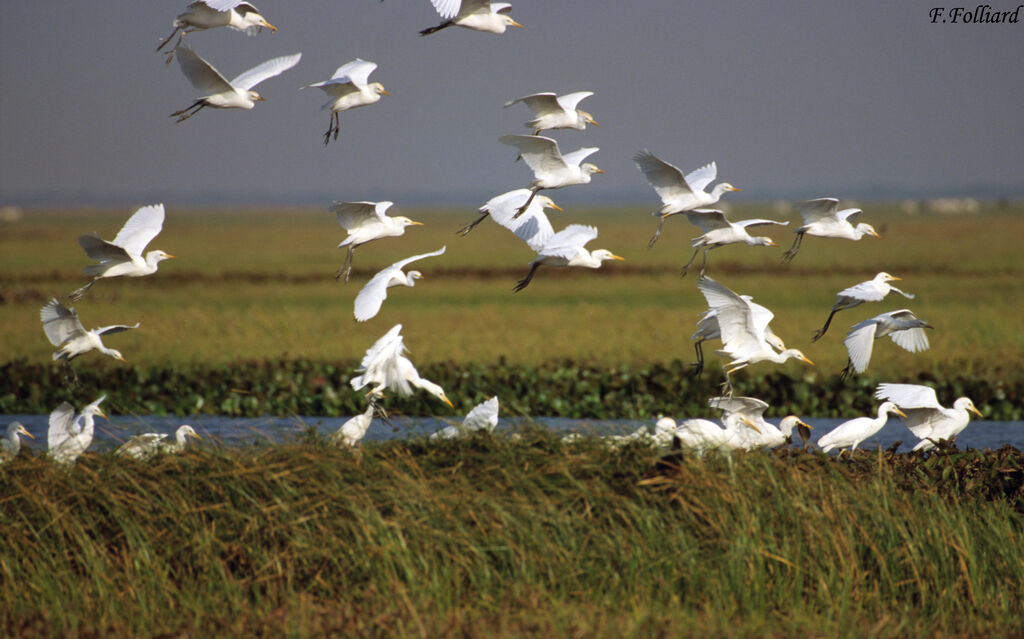 Western Cattle Egret, Flight