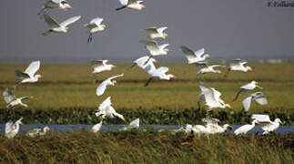 Western Cattle Egret