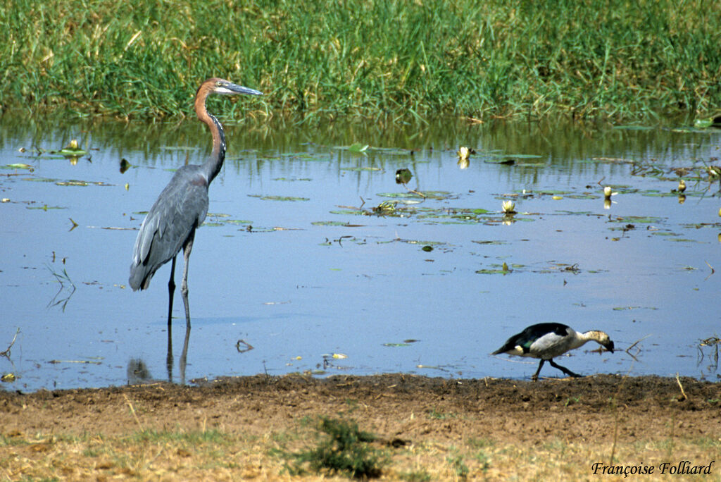 Goliath Heronadult, identification