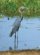 Goliath Heron