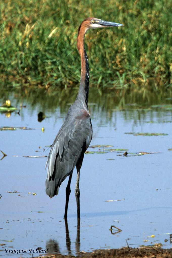 Héron goliathadulte, identification