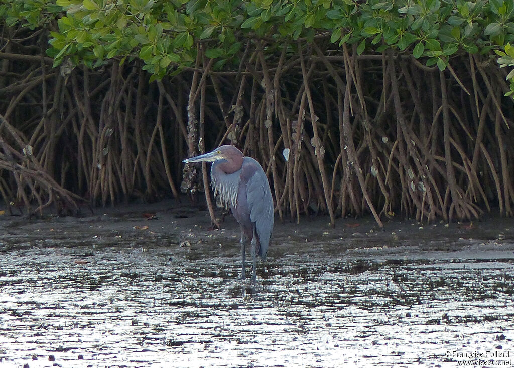 Goliath Heron, identification