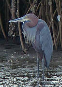 Goliath Heron