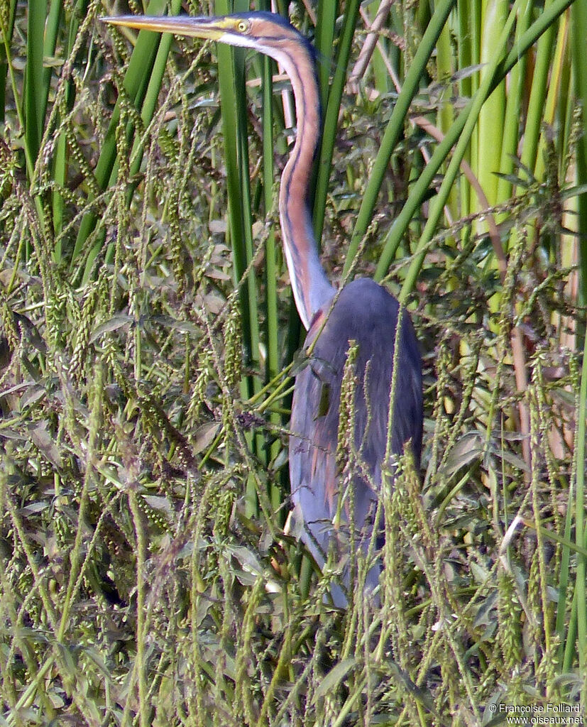 Purple Heron, identification