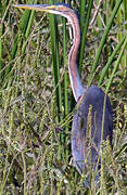 Purple Heron