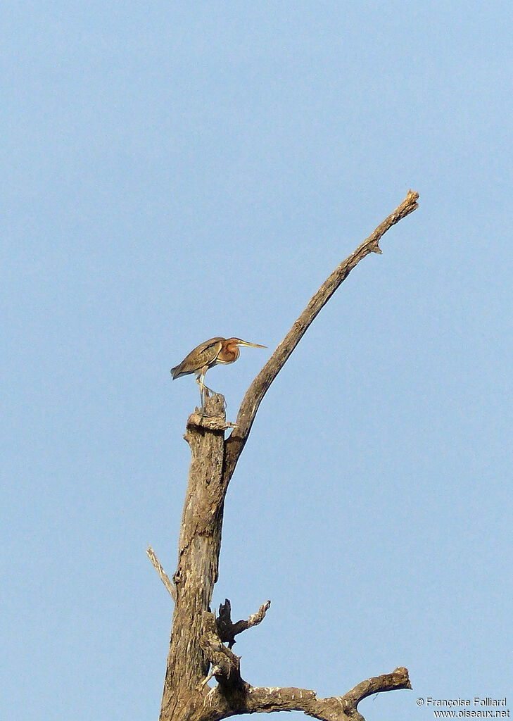 Purple Heron