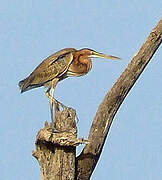 Purple Heron