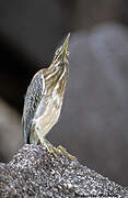 Striated Heron