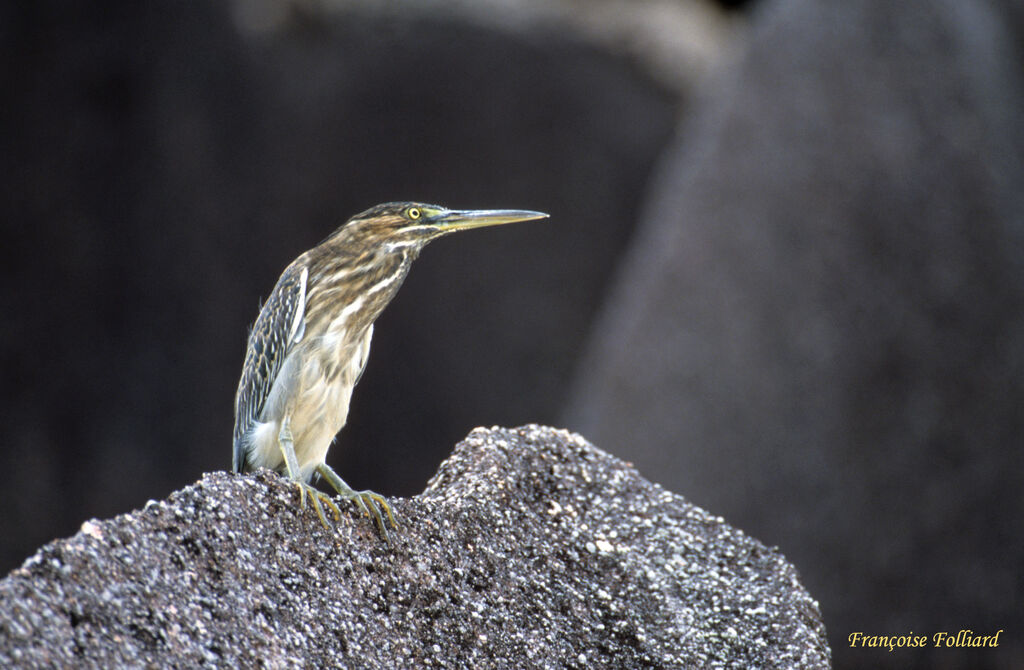 Striated Heronadult, identification