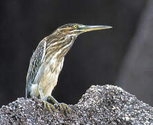 Striated Heron