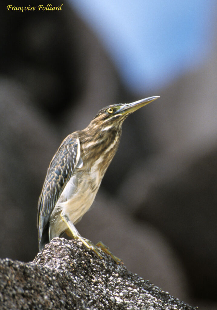 Striated Heronadult, identification