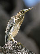 Striated Heron